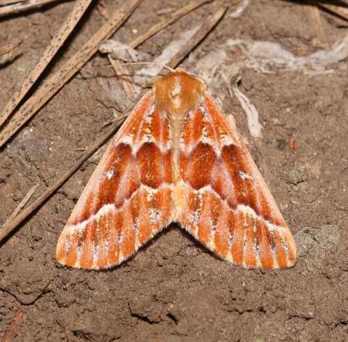 Western Conifer Looper photo 6