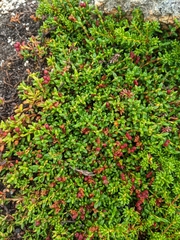 Kalmia procumbens