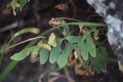 Pleopeltis thyssanolepis