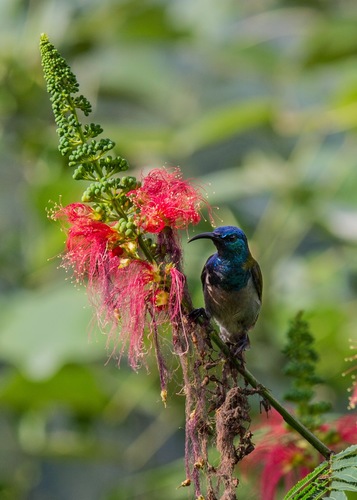 Green-headed Sunbird