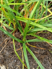 Carex aurea
