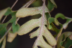Pleopeltis thyssanolepis