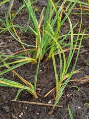 Carex aurea