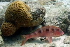 Spotted Goatfish photo 5