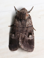 Thoracolopha flexirena