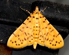 Conogethes