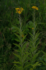 Jacobaea paludosa lanata