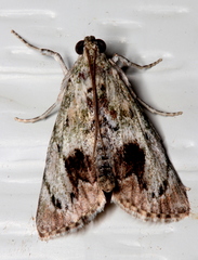 Enchesphora recurvalis