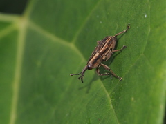 Rhabdoscelus lineaticollis