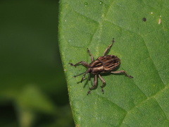 Rhabdoscelus lineaticollis