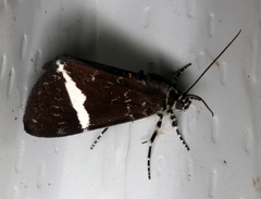 Coenotoca subaspersa