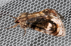 Zalissa catocalina
