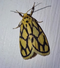 Miltochrista conjunctana