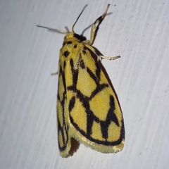 Miltochrista conjunctana