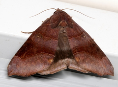 Bastilla hamatilis