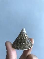 Tectus pyramis