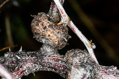 Tanaostigmodes howardii