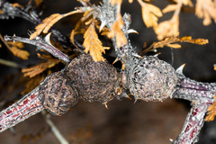 Tanaostigmodes howardii