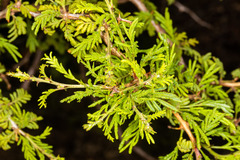 Tanaostigmodes howardii