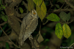 Pallid Scops-Owl photo 3