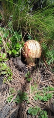 Amanita muscaria flavivolvata