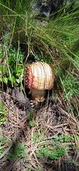 Amanita muscaria flavivolvata