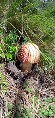 Amanita muscaria flavivolvata