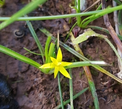 Pauridia glabella glabella