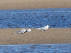 Sterna hirundo longipennis