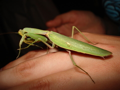 Hierodula transcaucasica