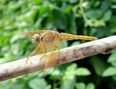 Crocothemis servilia