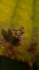 Homoneura euaresta