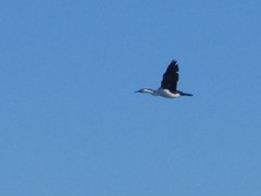 Phalacrocorax varius hypoleucos