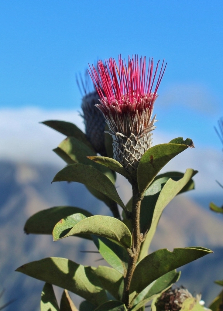 Arnaldoa macbrideana