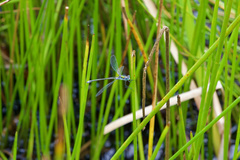 Lestes sponsa