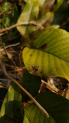 Homoneura euaresta