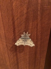 Olceclostera reperta