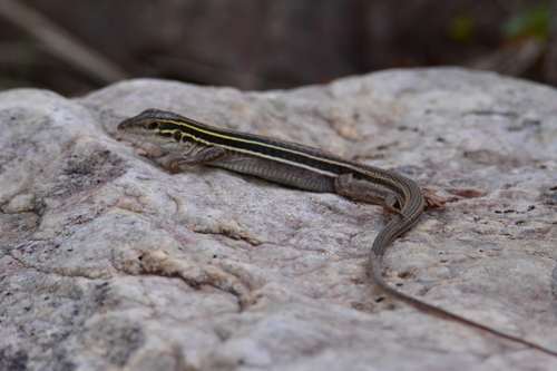 Desert Grassland Whiptail
