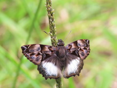 Noctuana lactifera bipuncta