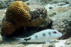 Spotted Goatfish photo 3