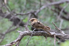 Antrostomus arizonae