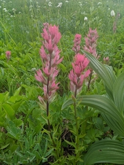 Castilleja parviflora