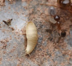 Atelurinae