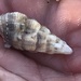 Cerithium guinaicum - Photo (c) Ulysses M, some rights reserved (CC BY-NC), uploaded by Ulysses M