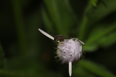 Charagochilus angusticollis