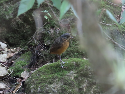 Subspecies Grallaria guatimalensis guatimalensis · iNaturalist