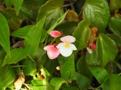 Begonia cucullata