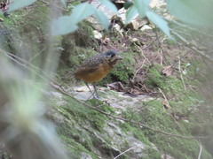 Grallaria guatimalensis