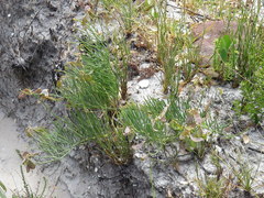 Lebeckia