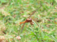 Libellula croceipennis